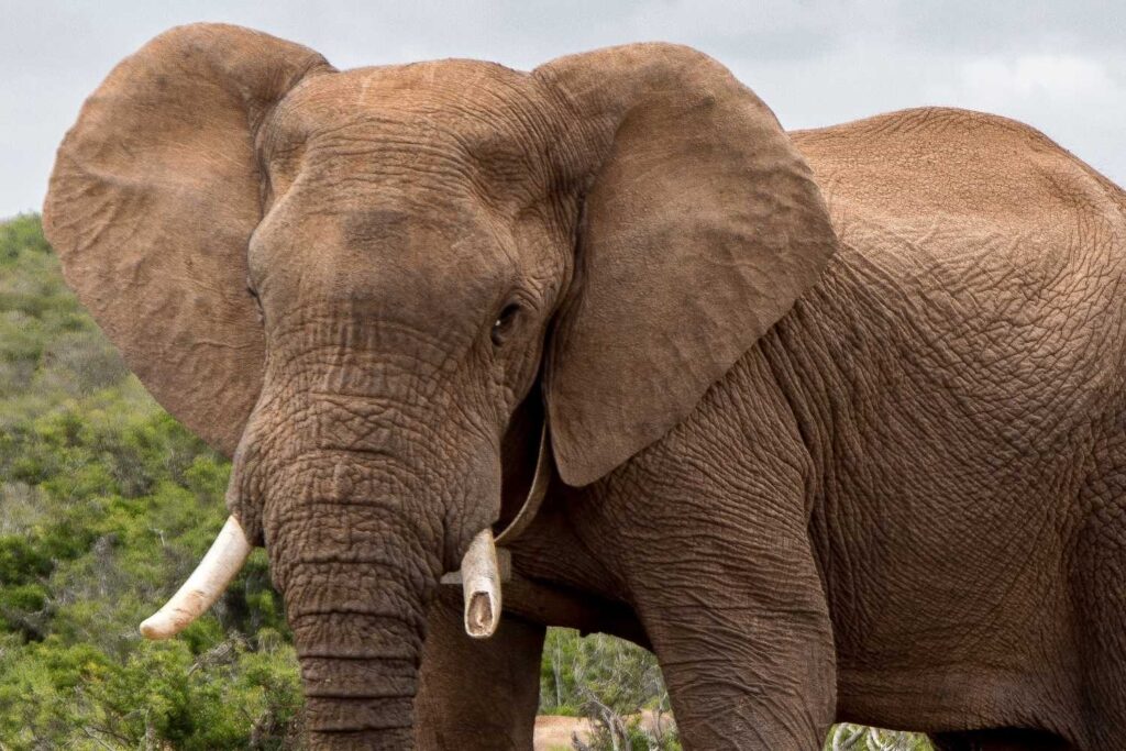 Majestic elephant roaming freely in Kruger National Park, South Africa.