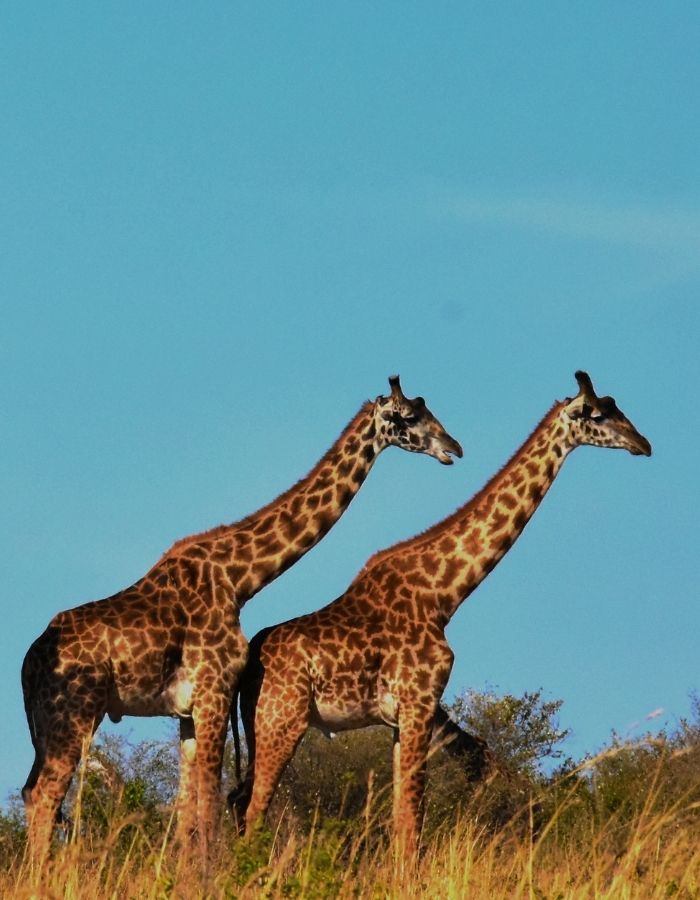 Giraffe seen up close during a guided safari drive in Tanzania’s wild landscape
