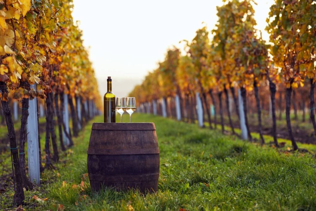 Travelers enjoying wine tasting in the scenic vineyards of Cape Town Winelands with mountain views.