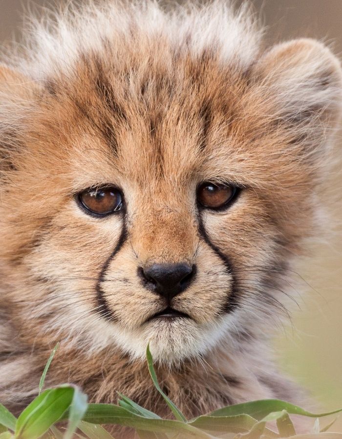 Cheetah resting in the wild during a South African safari experience included in a Cape Town tour itinerary