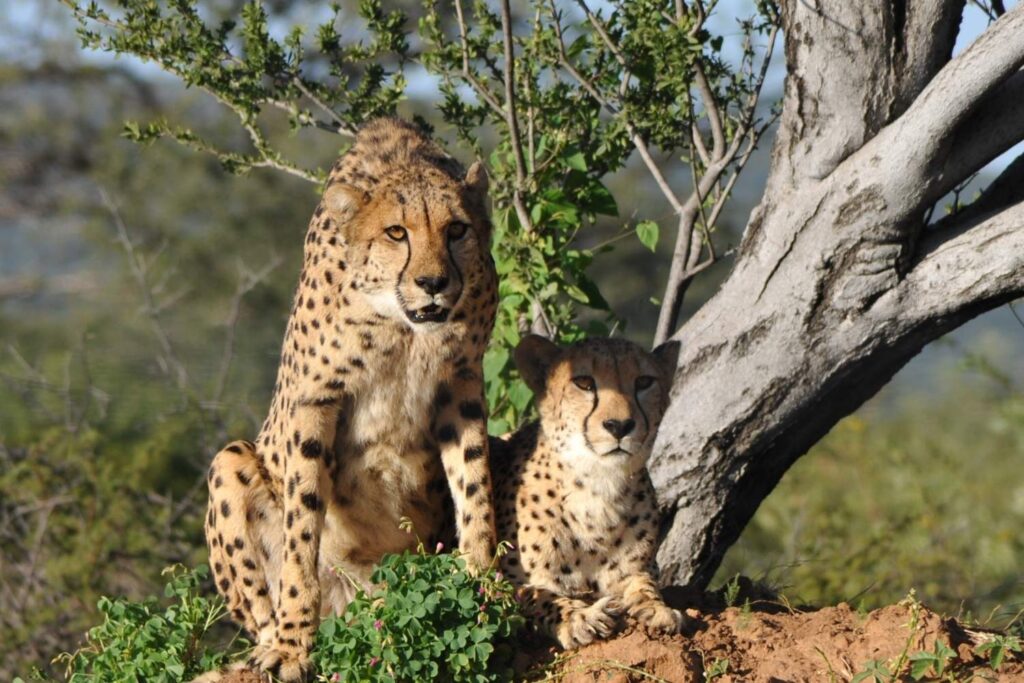 A cheetah spotted resting in the wild during a guided African safari experience