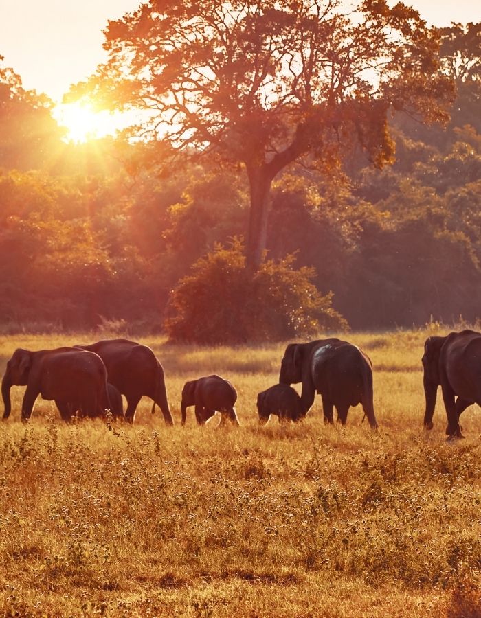 Travelers on safari between Cape Town and Johannesburg, spotting wildlife and enjoying scenic landscapes