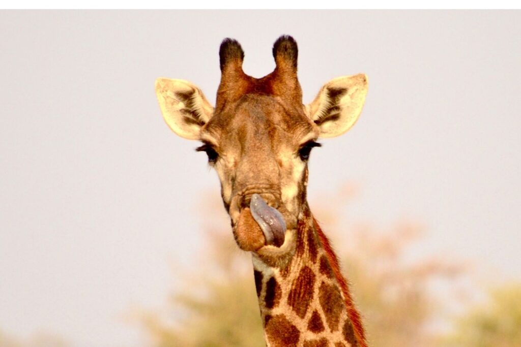 Tourists observing a giraffe grazing peacefully during an African safari with Extraordinary Tours