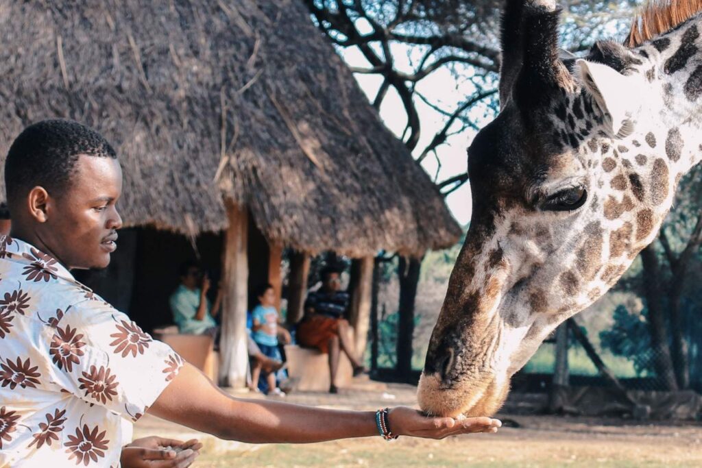 Guest feeding a giraffe up close during an immersive wildlife experience in Africa