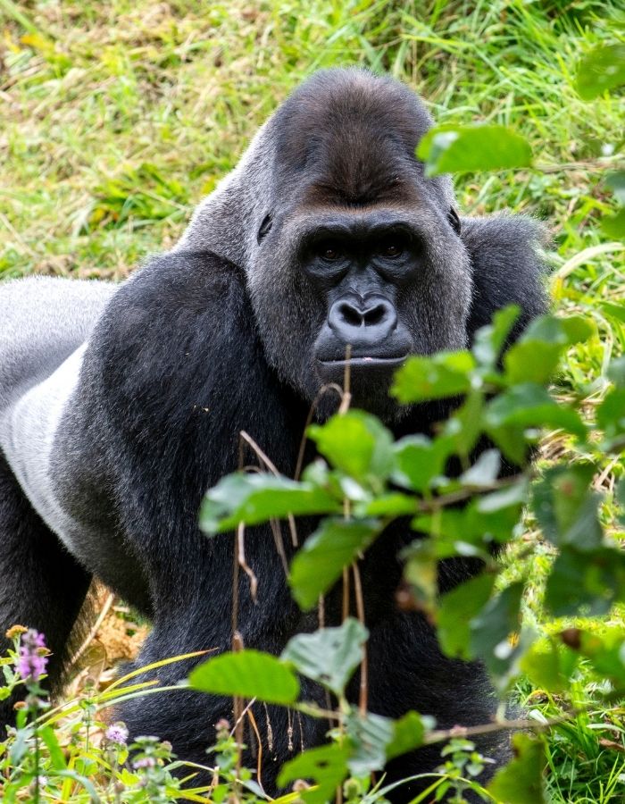 Traveler observing a mountain gorilla up close in the lush forests of Rwanda during a guided tour