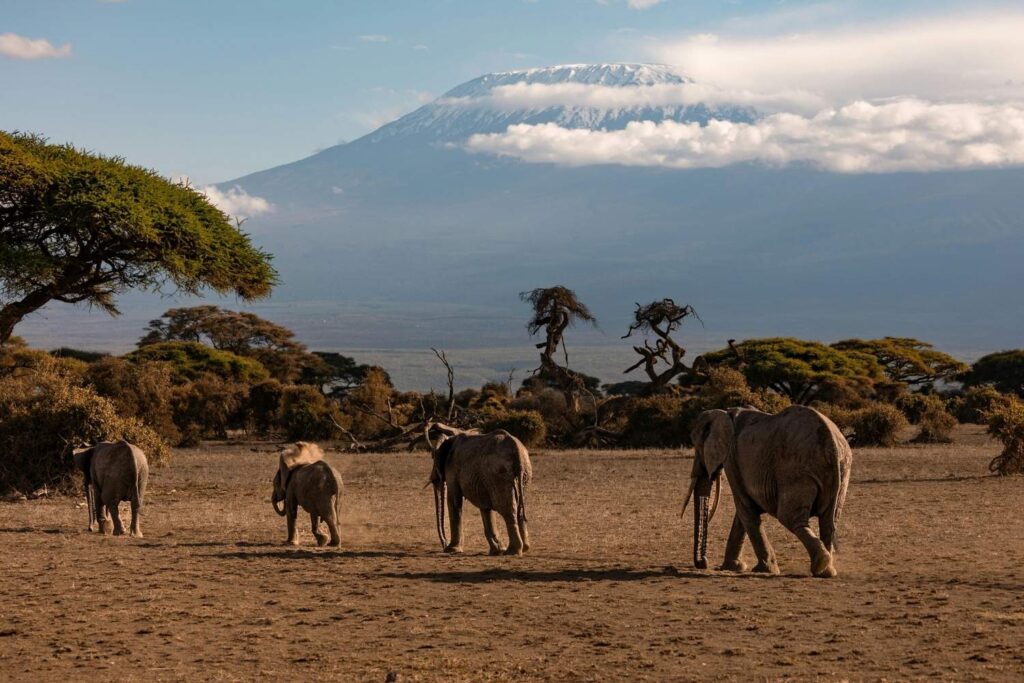 Scenic view of Mount Kilimanjaro with safari wildlife in the foreground during a guided tour in Tanzania
