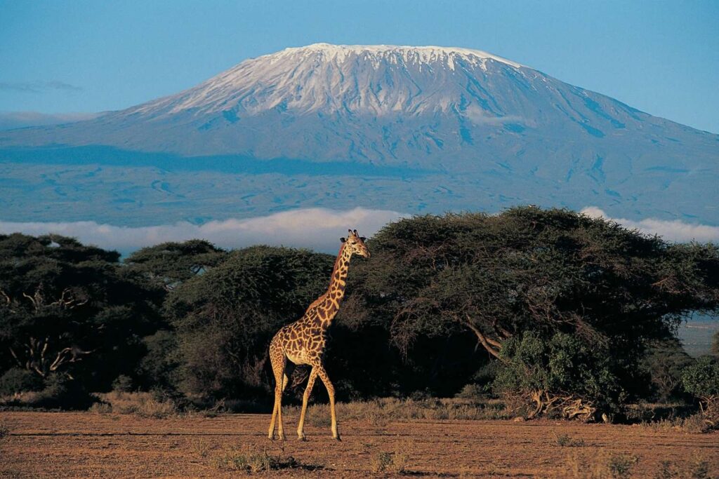 Giraffe spotted in the wild with Mount Kilimanjaro in the background during a Tanzania tour