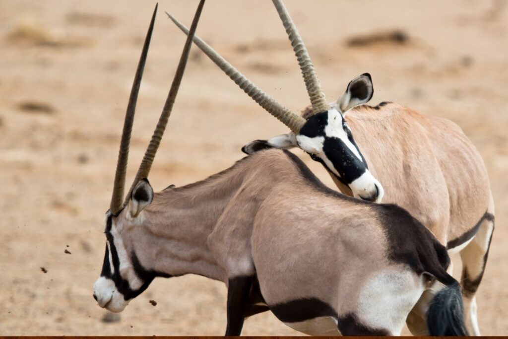 wo oryx antelopes locking horns in a dramatic fight on the desert plains of Namibia