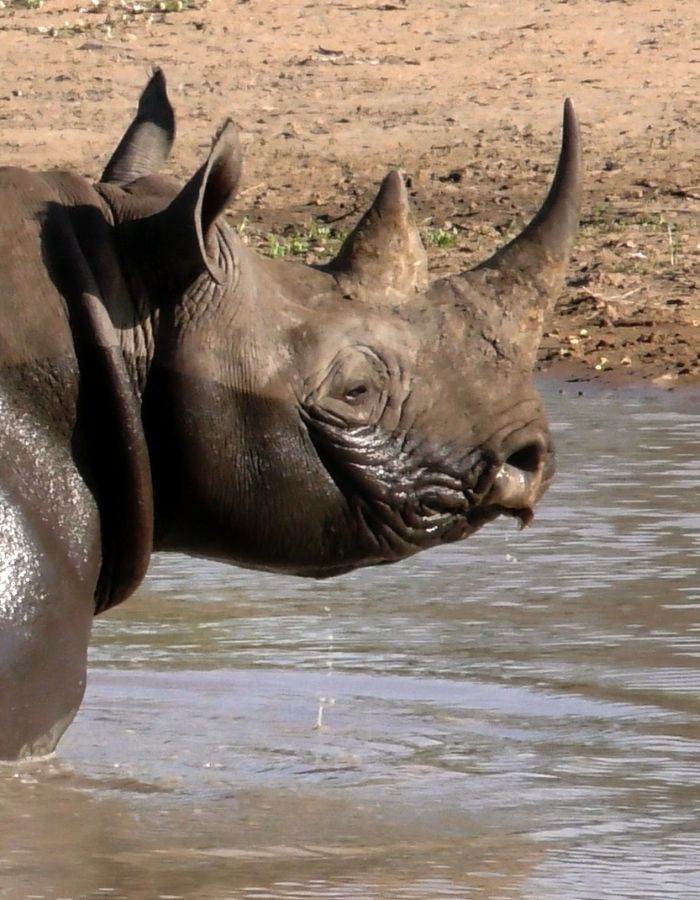 A powerful rhino spotted in the wild during a guided safari in Kruger National Park, South Africa