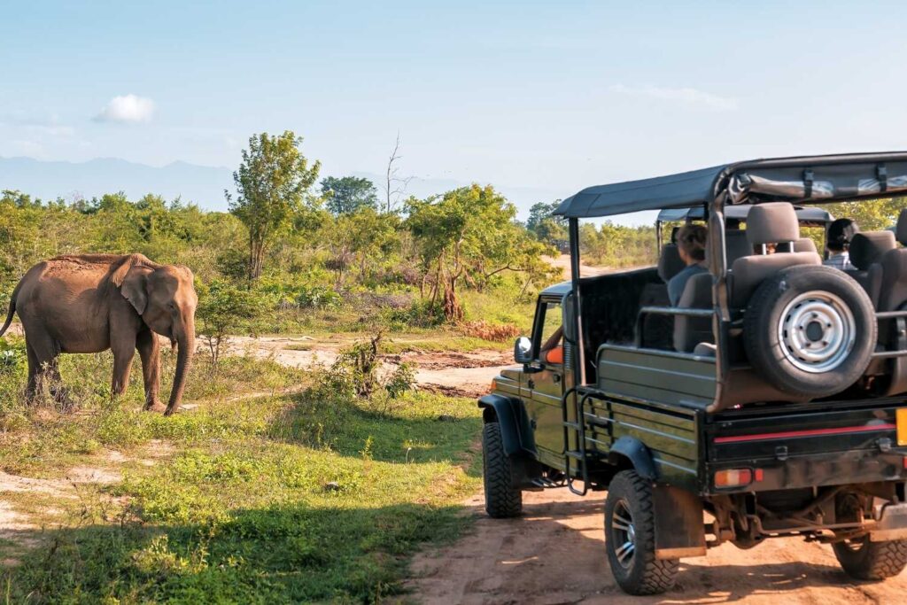 Guests enjoying an African safari drive, observing wildlife in their natural habitat with Extraordinary Tours