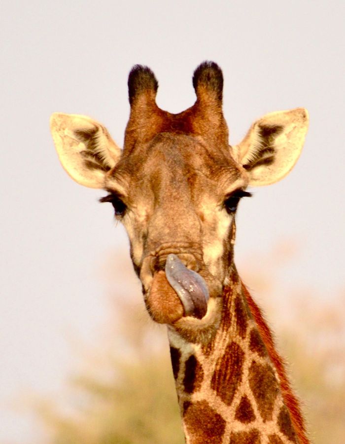 A tall giraffe gracefully walking across the savannah during a Tanzania safari tour