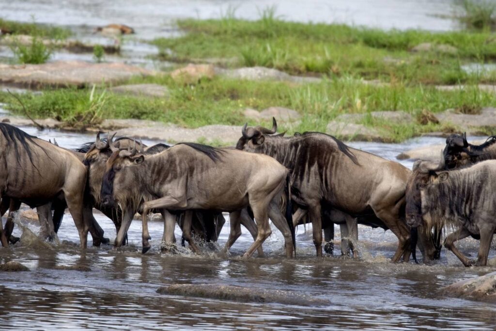 Massive herd of wildebeest crossing the plains during the Great Migration in East Africa.