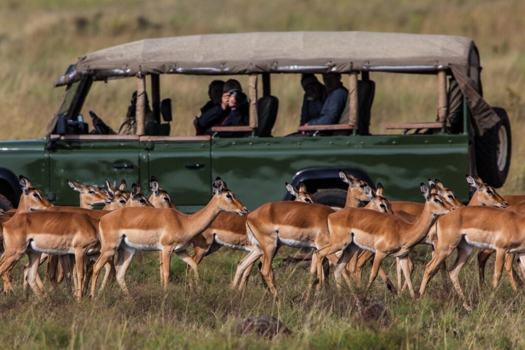Safari vehicle driving through African bush with impalas grazing nearby