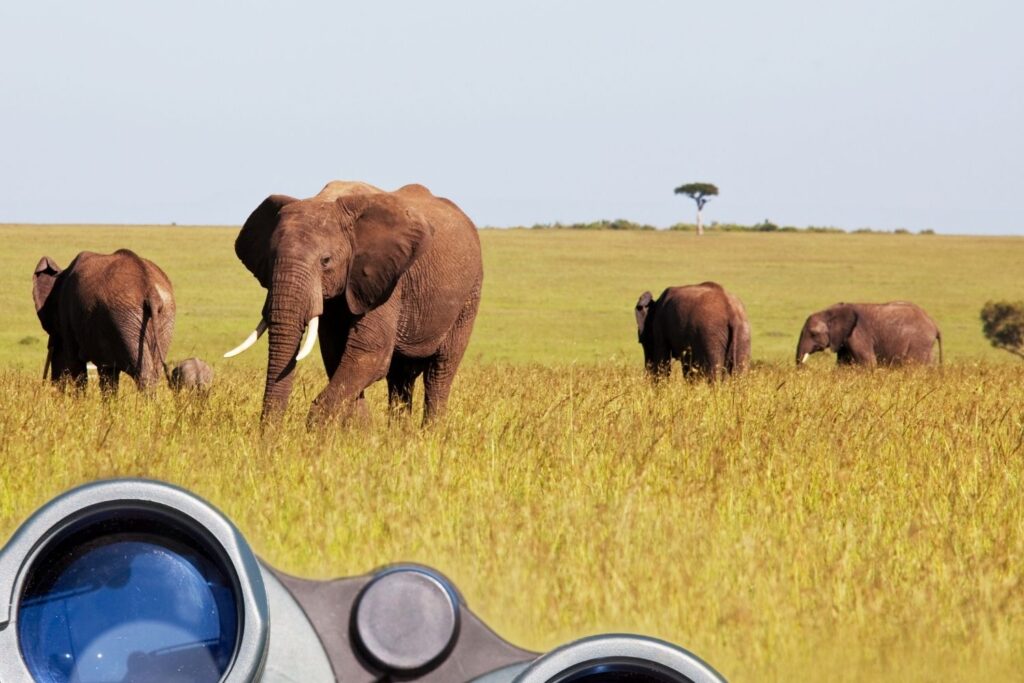 Traveler observing majestic elephants through binoculars in the African wilderness