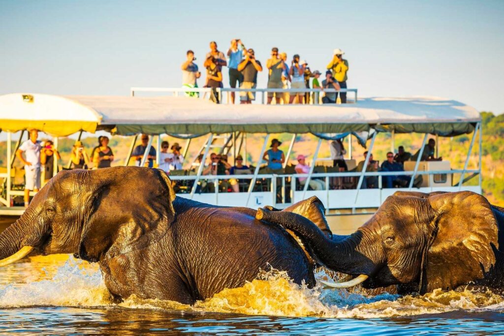 Unique boat safari experience with elephants in Zimbabwe